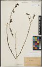Foto von Salix purpurea L.